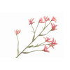 Anigozanthos Pink