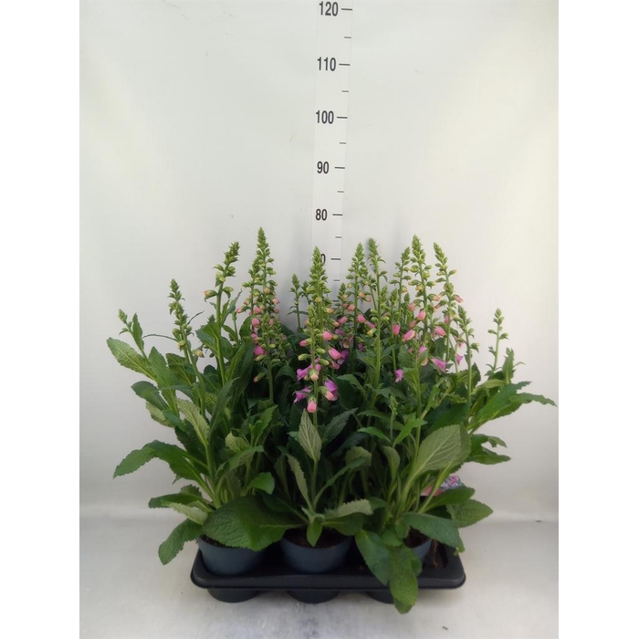 <h4>Digitalis  'Pink Panther'</h4>