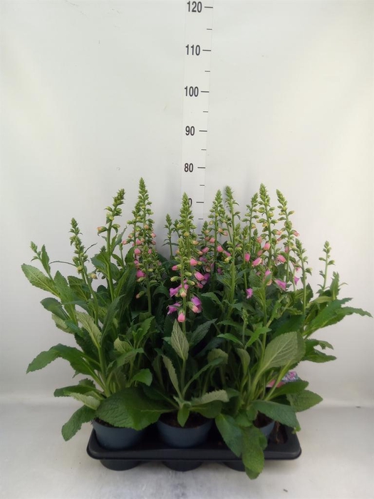 Digitalis  'Pink Panther'