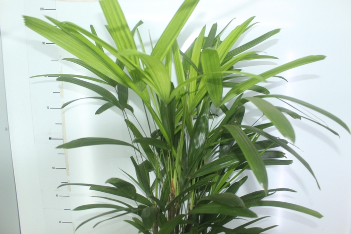 <h4>PALMEIRA RAPHIS P24</h4>