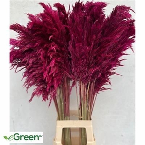 CORTADERIA AUBERGINE