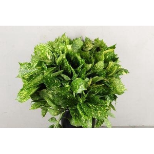 Aucuba japonica   .../bos