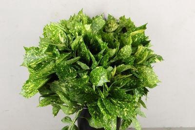 <h4>Aucuba japonica   .../bos</h4>