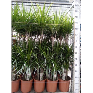 Dracaena marg.