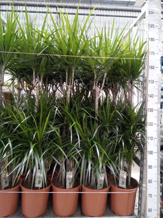<h4>Dracaena marg.</h4>
