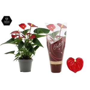Anthurium 9 cm Micra in Diamond Line Purple sleeve