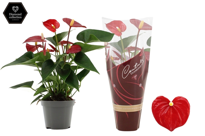 <h4>Anthurium 9 cm Micra in Diamond Line Purple sleeve</h4>