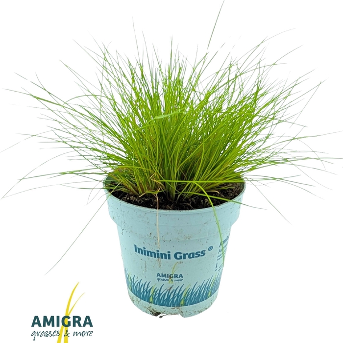 <h4>Deschampsia flexuosa AmiLime®</h4>