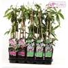 Clematis evergreen mix shelve P15 - Upclimbers