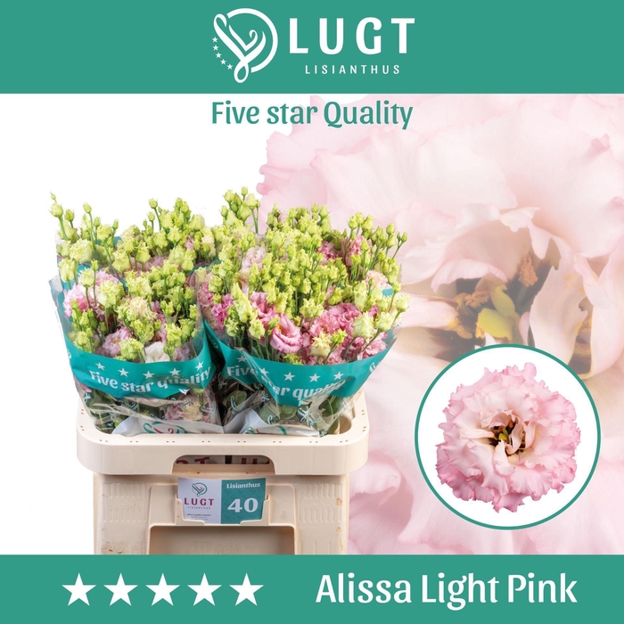 <h4>EUSTOMA RUSS. DU 'ALISSA LG PINK'</h4>