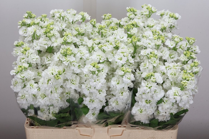 <h4>Matth Stox White</h4>