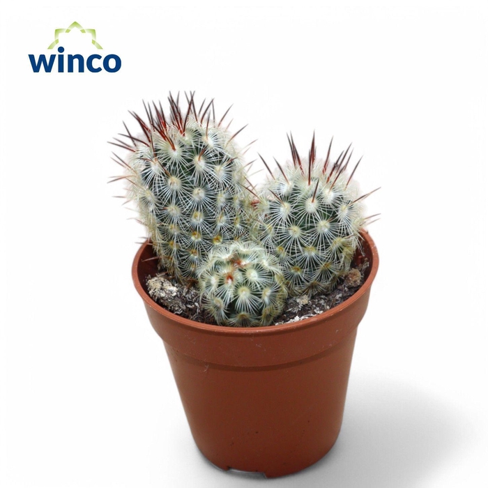 <h4>Mammillaria Microhelia Group</h4>