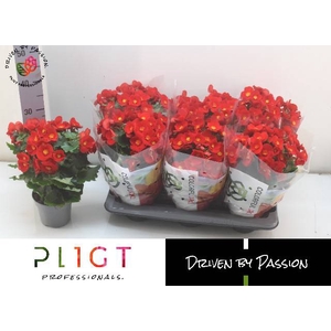 BEGONIA BELOVE RED P14