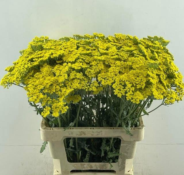 <h4>ACHIL MOONSHINE</h4>