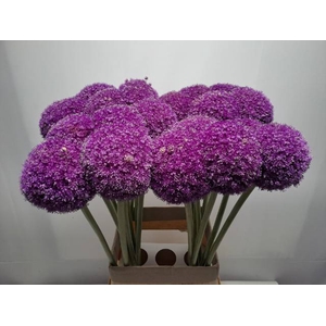 Allium giganteum