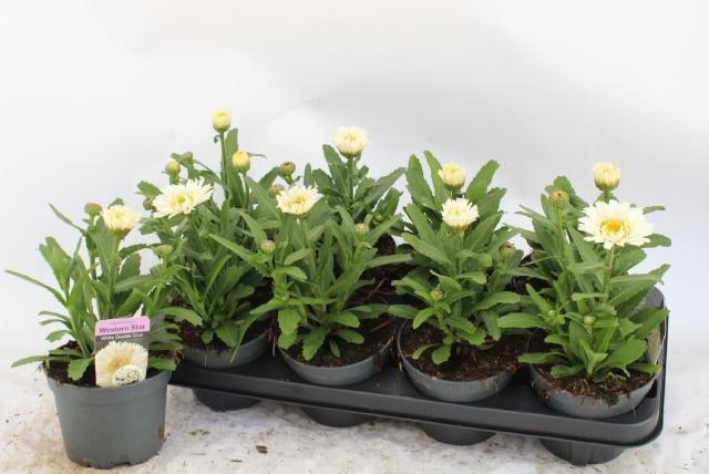 <h4>LEUC MAXIMUM</h4>