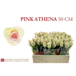 R GR PINK ATHENA