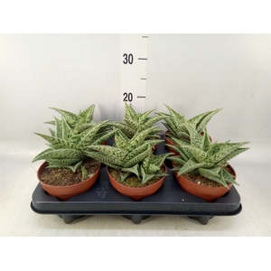 Aloe   ...