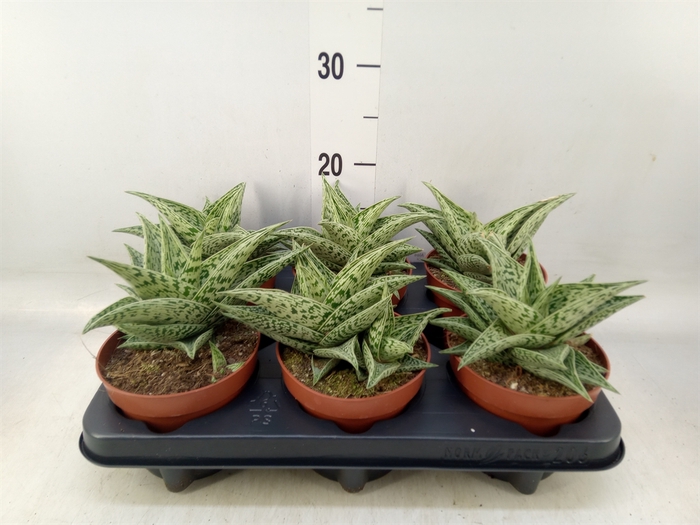 <h4>Aloe   ...</h4>