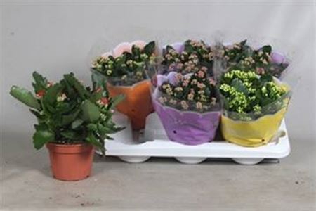 <h4>Kalanchoe blossfeldiana gevuld gemengd 4 kleuren</h4>