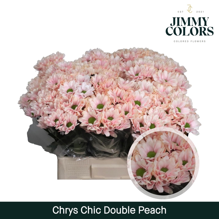 <h4>Chrys tros Chic Double peach</h4>