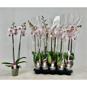 PHAL OV ROZE