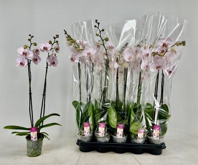 <h4>PHAL OV ROZE</h4>