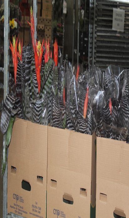 AECHMEA CHANTINI BLACK P17