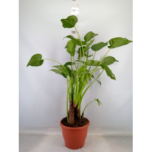 Alocasia cucullata
