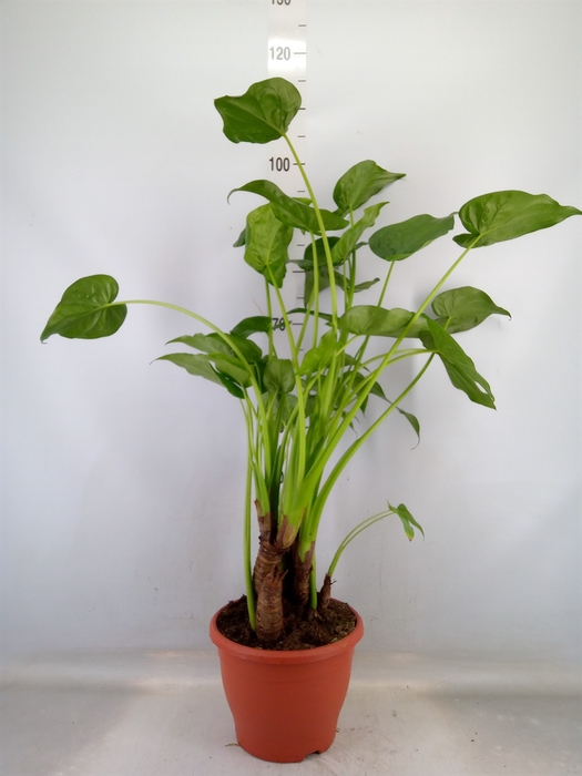 <h4>Alocasia cucullata</h4>