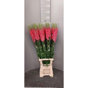 Antir Antibes Dark Pink