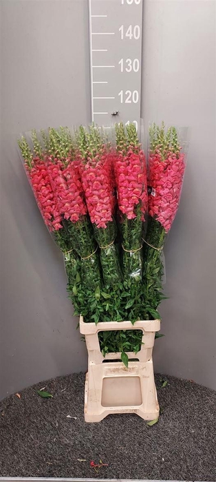 <h4>Antir Antibes Dark Pink</h4>