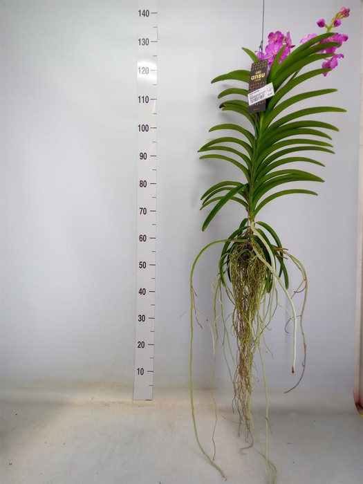 <h4>Vanda hybrids</h4>