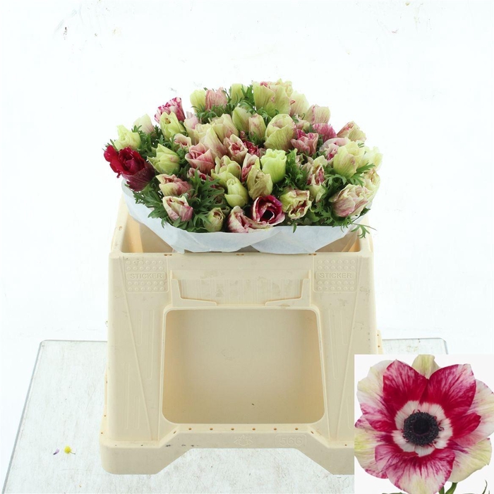 <h4>ANEM CO MIS + TIGRE</h4>