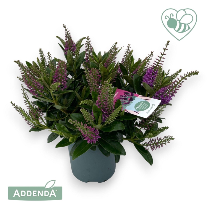 <h4>Hebe Donna Emma P15 Addenda®</h4>