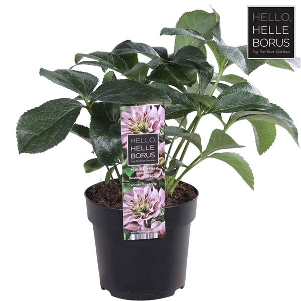 <h4>Helleborus orientalis 'Double Ellen Pink' P14</h4>