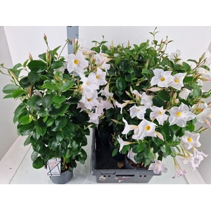 MANDE RIO WHITE