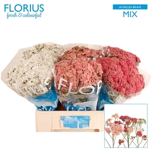 ACHI M BRAVE GEM FST