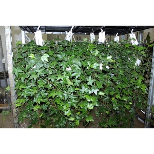 HEDERA VERDE C21