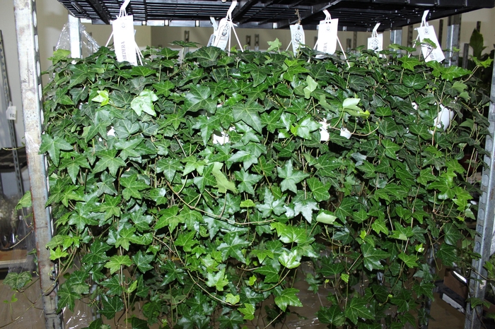 <h4>HEDERA VERDE C21</h4>