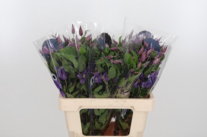 <h4>Clem Amazing Rome</h4>