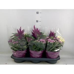 Perkplanten   ...mix /pot [Bedding]