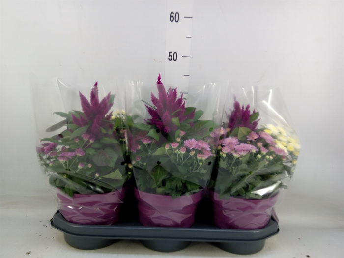 <h4>Perkplanten   ...mix /pot [Bedding]</h4>