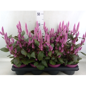 Celosia arg. SP 'Wild Pink'