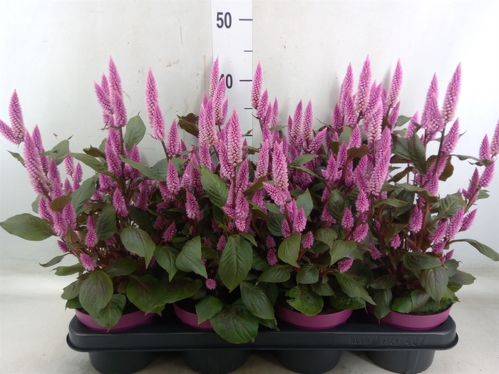 <h4>Celosia arg. SP 'Wild Pink'</h4>