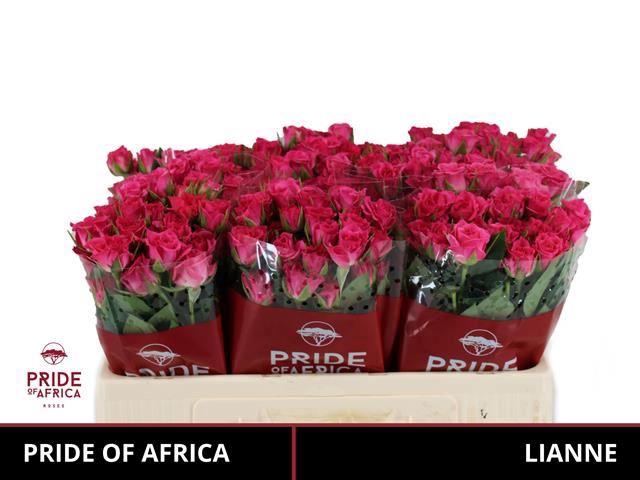 <h4>ROSA TR 'LIANNE'</h4>