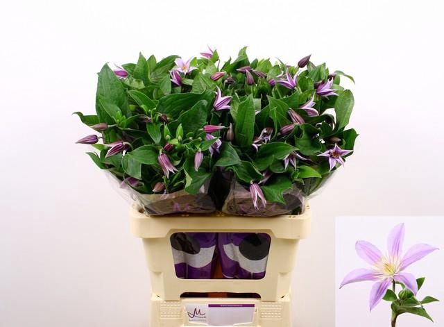 <h4>Clematis star river</h4>