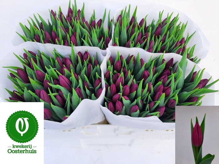 <h4>TU EN LAPTOP</h4>