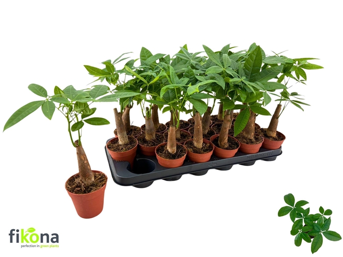 <h4>PACHIRA AQUATICA</h4>