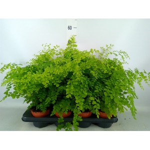 Adiantum raddi. 'Fragrans'